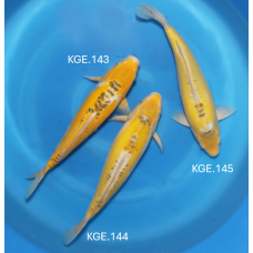 KGE.143-145 MIDORIGOI / KI SHUSUI
