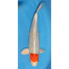 KGE.149 TANCHO SAKURA