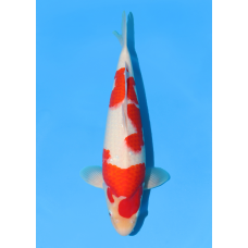 KGE.150 KOHAKU