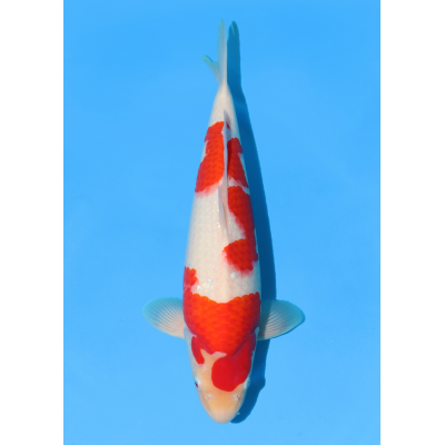 KGE.150 KOHAKU KGE.150 KOHAKU