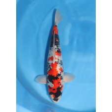 KGE.152 GINRIN SHOWA