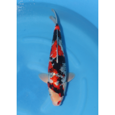 KGE.153 GINRIN SHOWA