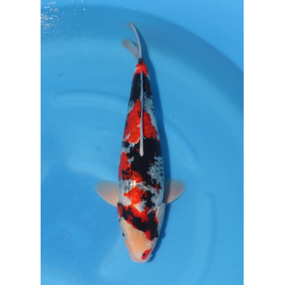 KGE.153 GINRIN SHOWA