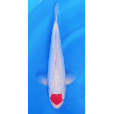 KGE.160 GINRIN TANCHO