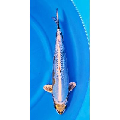 KGE.161 KIN KIKOKURYU