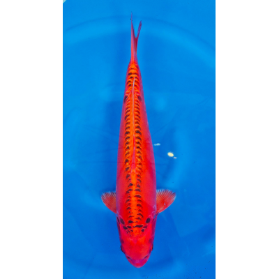 KGE.162 MIZUHO KGE.162 MIZUHO