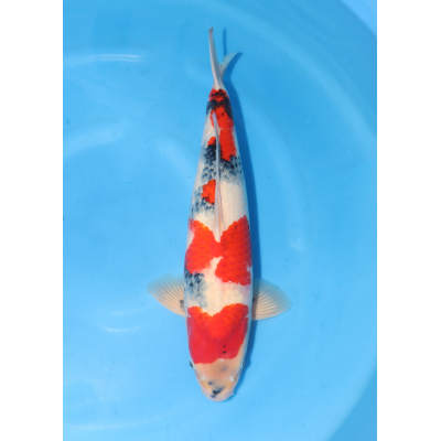 KGE.163 SHOWA KGE.163 SHOWA