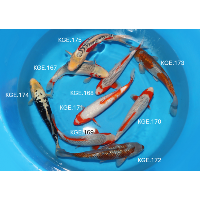 KGE.167-175 MIX YAMAJU KGE.167-175 MIX YAMAJU