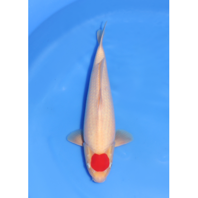 KGE.177 TANCHO KGE.177 TANCHO