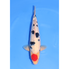 KGE.178 TANCHO SANKE