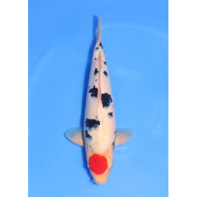 KGE.178 TANCHO SANKE KGE.178 TANCHO SANKE