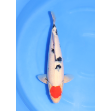 KGE.179 TANCHO SANKE