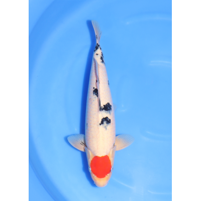 KGE.179 TANCHO SANKE