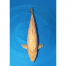 KGE.180 GINRIN KARASHIGOI