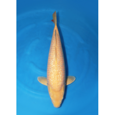 KGE.180 GINRIN KARASHIGOI