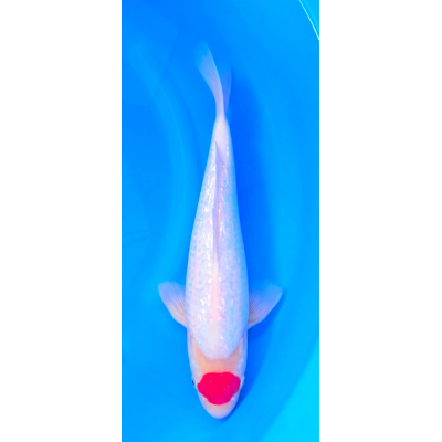 KGE.186 GINRIN TANCHO