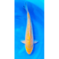 KGE.188 GINRIN KI MATSUBA