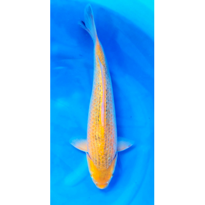 KGE.188 GINRIN KI MATSUBA