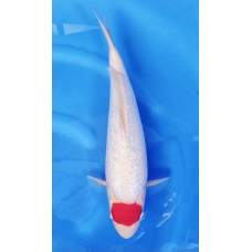 KGE.189 GINRIN TANCHO