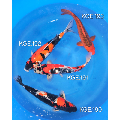 KGE.190-193 MIX MARUSEI KGE.190-193 MIX MARUSEI