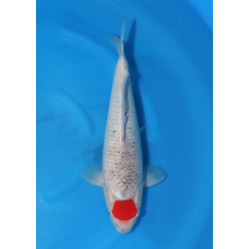 KGE.197 TANCHO GOSHIKI