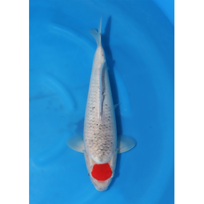 KGE.197 TANCHO GOSHIKI