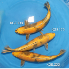 KGE.198-200 KIN KI UTSURI