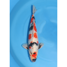 KGE.202 GINRIN KINDAI SHOWA