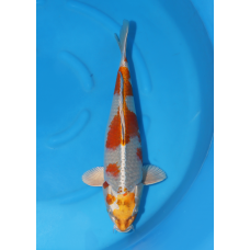 KGE.206 KOGANE OCHIBA