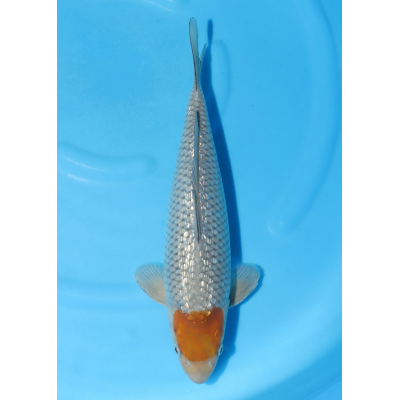 KGE.21 GINRIN TANCHO OCHIBA KGE.21 GINRIN TANCHO OCHIBA