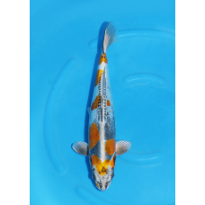 KGE.210 KIN KIKOKURYU