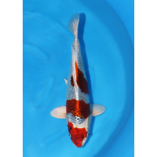 KGE.211 BRONZE SANDAN KUJAKU