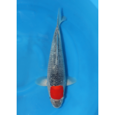 KGE.212 TANCHO GOSHIKI