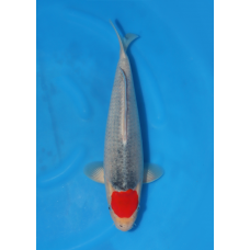 KGE.215 TANCHO GOSHIKI