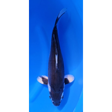 KGE.219 BENI KUMONRYU