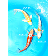 KGE.22-24 HIRENAGA MIX