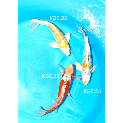 KGE.22-24 HIRENAGA MIX