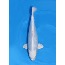 KGE.220 GINRIN PURACHINA