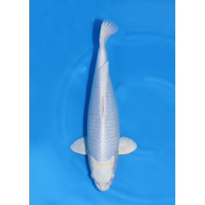 KGE.220 GINRIN PURACHINA KGE.220 GINRIN PURACHINA