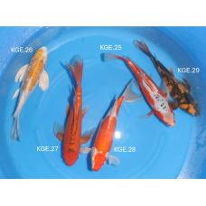 KGE.25-29 HIRENAGA MIX