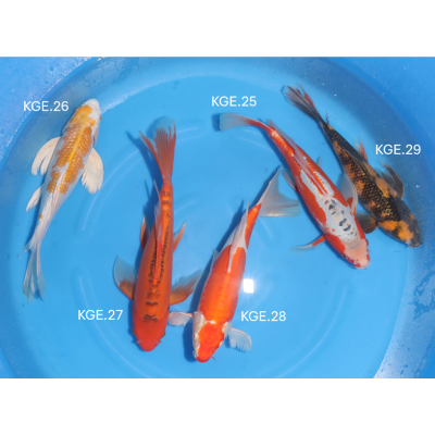 KGE.25-29 HIRENAGA MIX