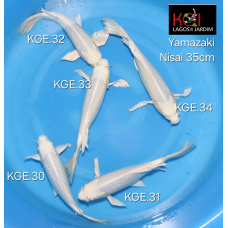 KGE.30-34 HIRENAGA ANGELS