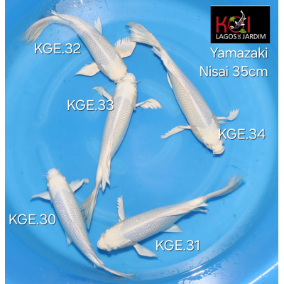 KGE.30-34 HIRENAGA ANGELS