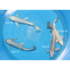 KGE.35-38 HIRENAGA MIX