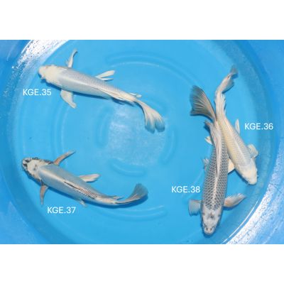 KGE.35-38 HIRENAGA MIX KGE.35-38 HIRENAGA MIX