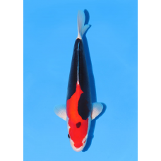 KGE.40 BENI KUMONRYU