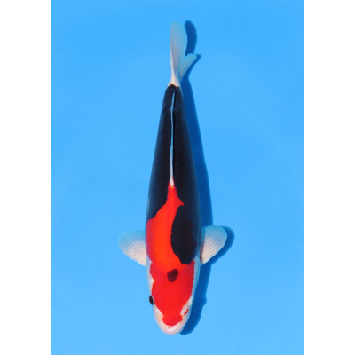 KGE.40 BENI KUMONRYU KGE.40 BENI KUMONRYU