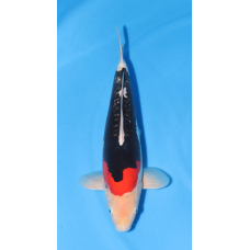 KGE.41 BENI KUMONRYU