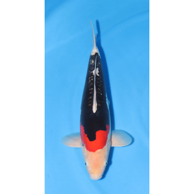 KGE.41 BENI KUMONRYU