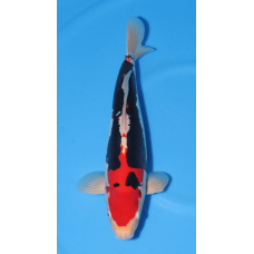 KGE.42 BENI KUMONRYU